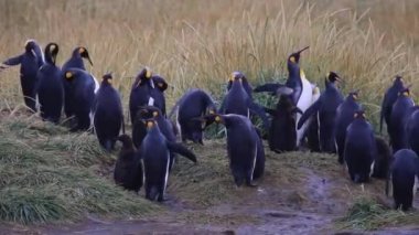 Şili 'de Tierra del Fuego' daki kraliyet penguenleri birliği.