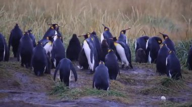 Şili 'de Tierra del Fuego' daki kraliyet penguenleri birliği.