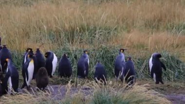 Şili 'de Tierra del Fuego' daki kraliyet penguenleri birliği.