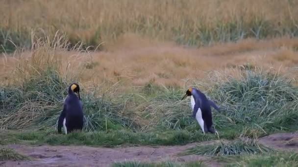 Una Columna Pingüinos Reales Tierra Del Fuego Chile — Vídeos de Stock