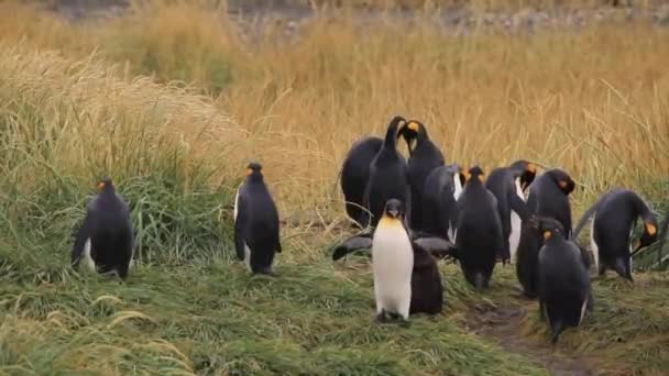 チリのティエラ フエゴの王室ペンギンの列 — ストック動画