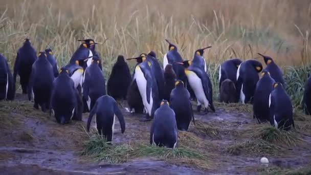 Колонна Королевских Пингвинов Огненной Земле Чили — стоковое видео
