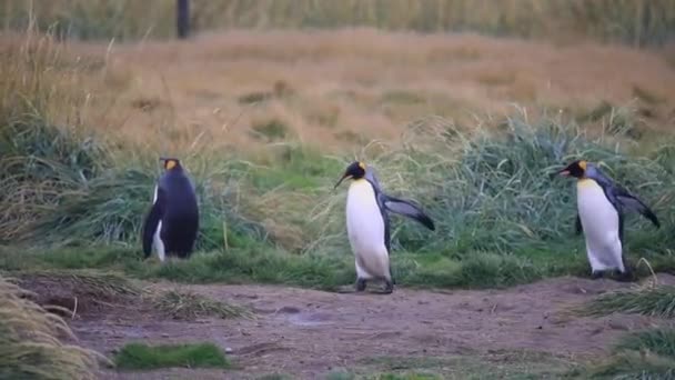Una Columna Pingüinos Reales Tierra Del Fuego Chile — Vídeo de stock