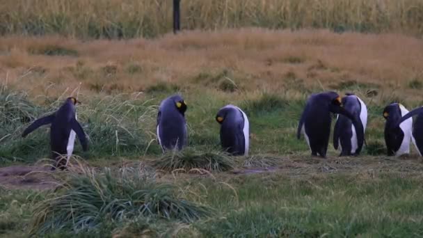 Şili Tierra Del Fuego Daki Kraliyet Penguenleri Birliği — Stok video