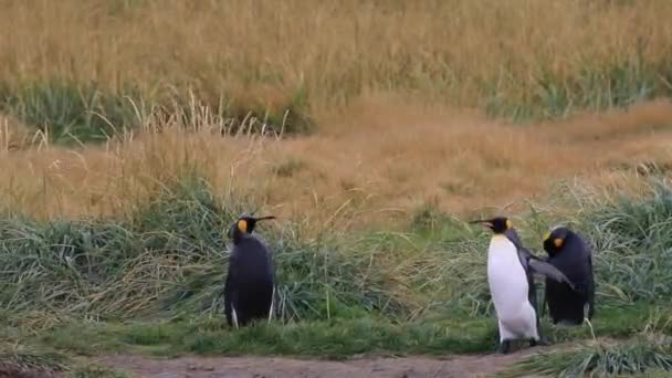 Una Columna Pingüinos Reales Tierra Del Fuego Chile — Vídeos de Stock