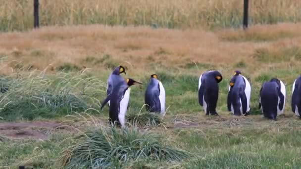 Une Colonne Manchots Royaux Sur Terre Feu Chili — Video