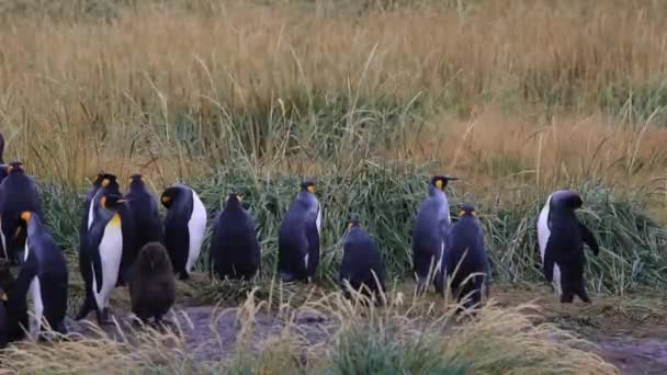 Μια Στήλη Βασιλικών Πιγκουίνων Στην Tierra Del Fuego Στη Χιλή — Αρχείο Βίντεο