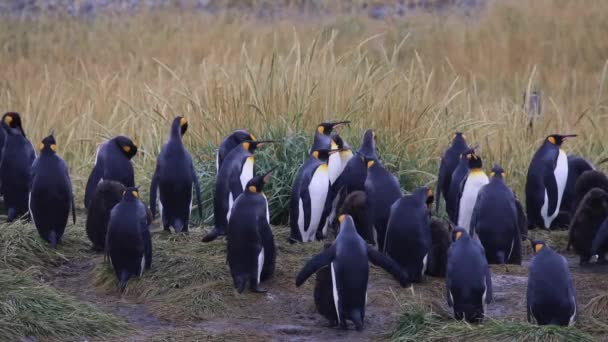 チリのティエラ フエゴの王室ペンギンの列 — ストック動画