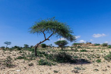 Laas Geel, Somaliland - 10 Kasım 2019 Las Geel Mağaralarından Çevre Vadisi 'ne Panoramik Görünüm
