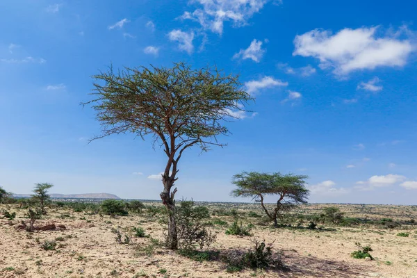 Laas Geel Somalilandia Noviembre 2019 Vista Panorámica Desde Las Cuevas — Foto de Stock