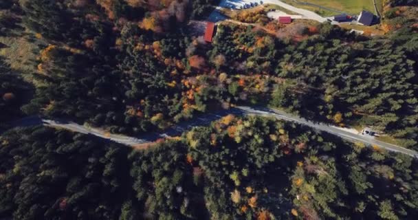 Vue Aérienne Route Dans Forêt — Video
