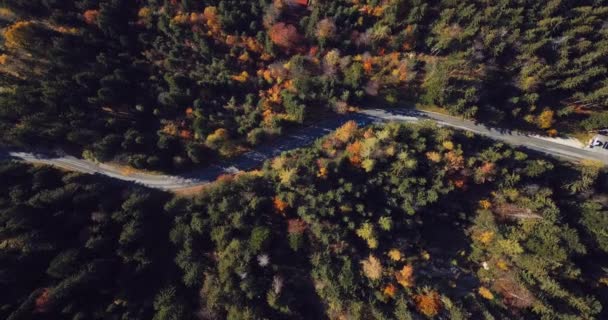 Flygfoto Över Vägen Skogen — Stockvideo