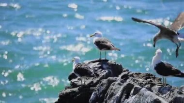 Şili 'de kayalıklardaki martılar, Vina del Mar