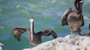 Şili 'de kayalıklardaki büyük pelikanlar, Vina del Mar