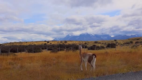 Εθνικό Πάρκο Torres Del Paine Στη Χιλή — Αρχείο Βίντεο