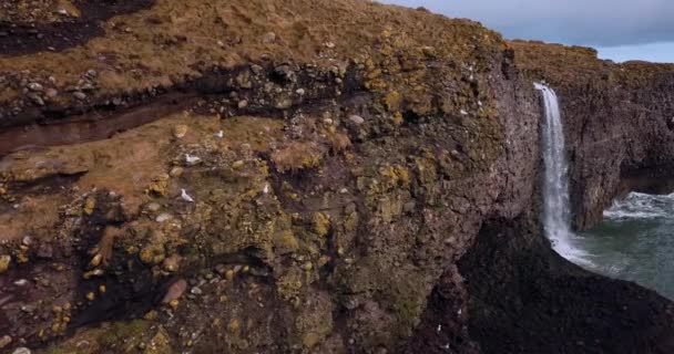 Vista Aérea Escocia Fowlsheugh Paisajes Naturales — Vídeos de Stock