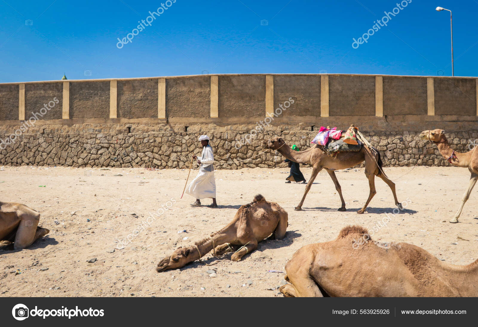 Eritrea African wild ass, Gela'elo Sub-zone, Eritrea. The African wild ass  is a wild member of the horse family, Equidae. They live in the deserts and  other arid areas of the Horn, image size:1600x1095