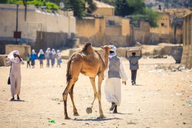 Keren, Eritre 'deki Hayvan Pazarı' nda Büyük Afrika Develeri Grubu