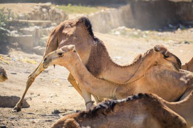 Keren, Eritre 'deki Hayvan Pazarı' nda Büyük Afrika Develeri Grubu
