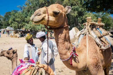 Keren, Eritre - 03 Kasım 2019: Hayvan Pazarı 'nda Geleneksel Eritre Elbisesi Deve Satıcısı 