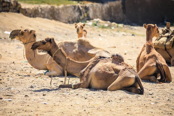 Grand Groupe Chameaux Africains Sur Marché Animal Keren Érythrée — Photo