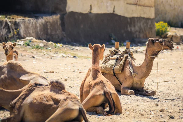 Grand Groupe Chameaux Africains Sur Marché Animal Keren Érythrée — Photo