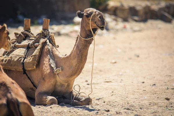 Велика Група Африканських Верблюдів Біржі Тварин Керені Еритрея — стокове фото