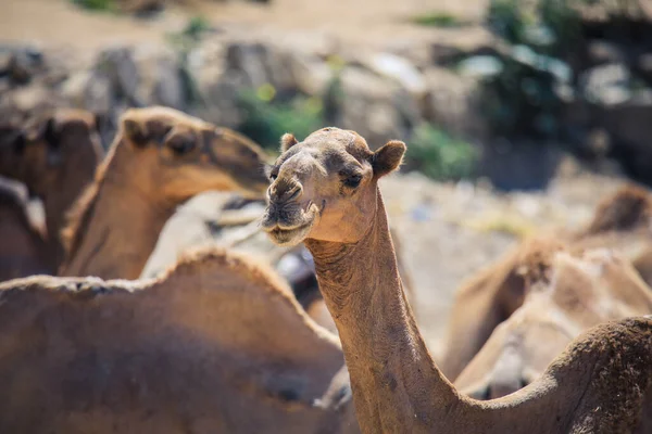 Grand Groupe Chameaux Africains Sur Marché Animal Keren Érythrée — Photo