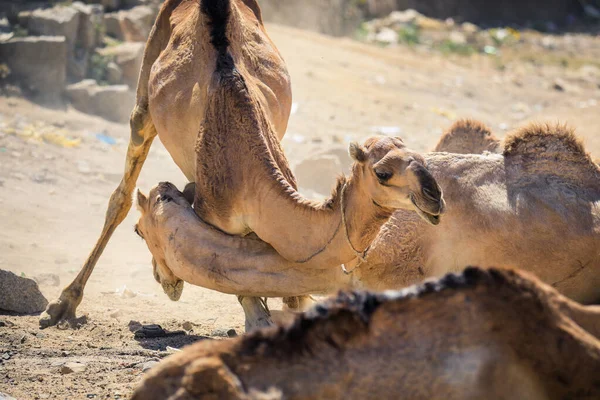 Grand Groupe Chameaux Africains Sur Marché Animal Keren Érythrée — Photo