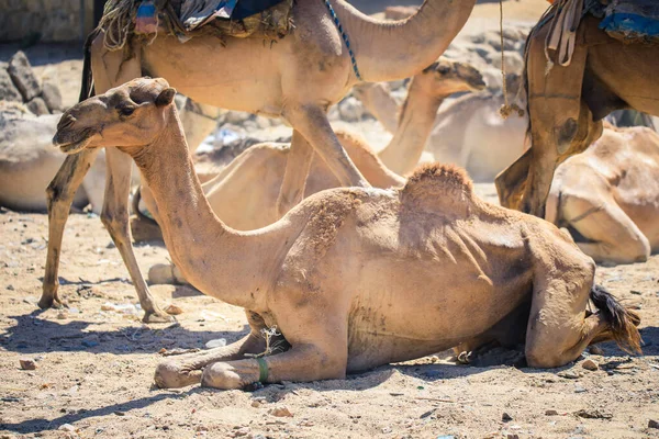 Grand Groupe Chameaux Africains Sur Marché Animal Keren Érythrée — Photo