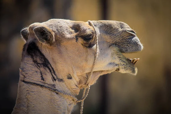 Gran Grupo Camellos Africanos Mercado Animal Keren Eritrea — Foto de Stock