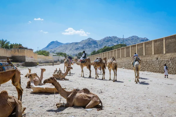 Grand Groupe Chameaux Africains Sur Marché Animal Keren Érythrée — Photo