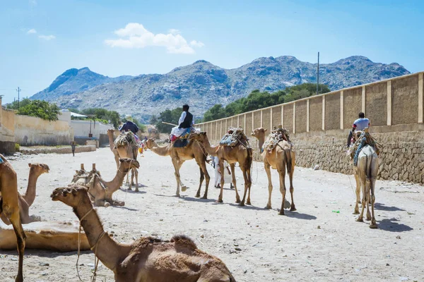Большая Группа Африканских Верблюдов Животном Рынке Керене Эритрея — стоковое фото