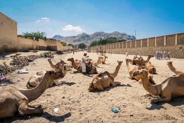 Большая Группа Африканских Верблюдов Животном Рынке Керене Эритрея — стоковое фото