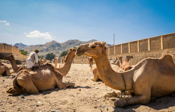 Velká Skupina Afrických Velbloudů Trhu Zvířaty Kerenu Eritrea — Stock fotografie