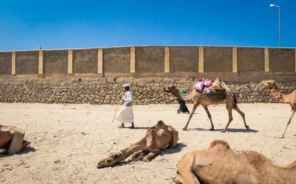 Keren Eritrea Listopadu 2019 Prodavač Velbloudů Tradičních Eritrejských Šatech Trhu — Stock fotografie