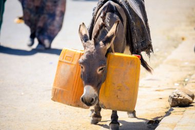 Keren, Eritrea hayvan pazarında yük kamyonu yüklü.