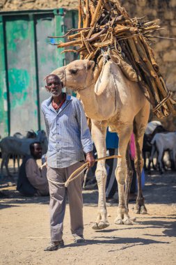 Keren, Eritre - 03 Kasım 2019: Keren Hayvan Pazarı 'nda kamış paketiyle Deve' nin yanındaki yaşlı adam