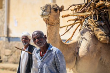 Keren, Eritre - 03 Kasım 2019: Keren Hayvan Pazarı 'nda kamış paketiyle Deve' nin yanındaki yaşlı adam