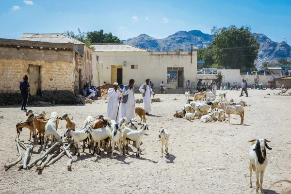 Керен Эритрея Ноября 2019 Года Козы Мужчины Продают Традиционном Белом — стоковое фото