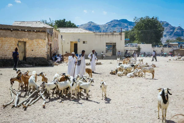 Keren Érythrée Novembre 2019 Vendeur Chèvres Robe Blanche Traditionnelle Sur — Photo