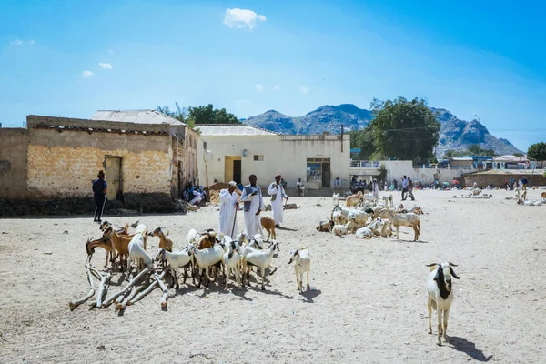 Keren Érythrée Novembre 2019 Vendeur Chèvres Robe Blanche Traditionnelle Sur — Photo