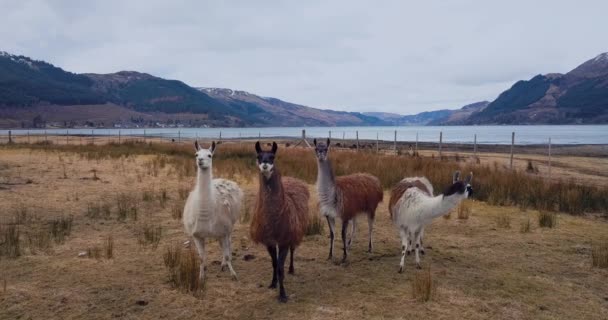 Lama Sullo Sfondo Dei Paesaggi Scozzesi — Video Stock