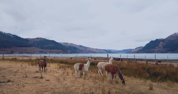 Skoç Manzaralarının Arka Planında Lama Lar — Stok video