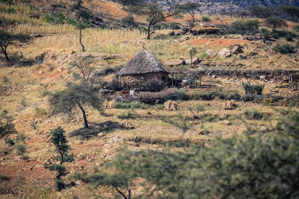 Маленькая Местечковая Деревушка Кактусами Эритрея — стоковое фото