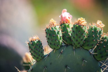 Asmara, Eritre 'deki Tank Mezarlığı' nda Yeşil Kaktüsler