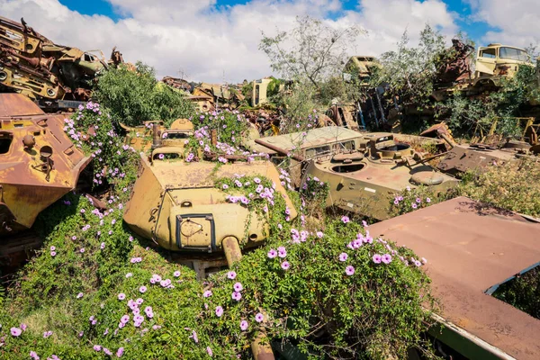 stock image Destroyed War Machines and Tanks rounded by Cactuses on the Tank Graveyard in Asmara, Eritrea