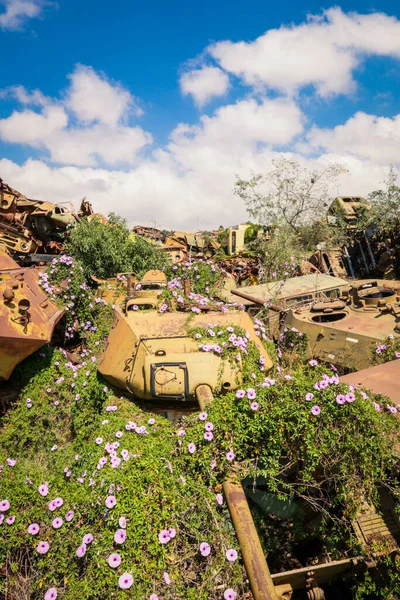 Asmara, Eritre 'deki Tank Mezarlığı' nda Kaktüsler tarafından çevrelenmiş Yok Edilmiş Savaş Makineleri ve Tanklar