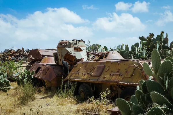 Asmara, Eritre 'deki Tank Mezarlığı' nda Kaktüsler tarafından çevrelenmiş Yok Edilmiş Savaş Makineleri ve Tanklar