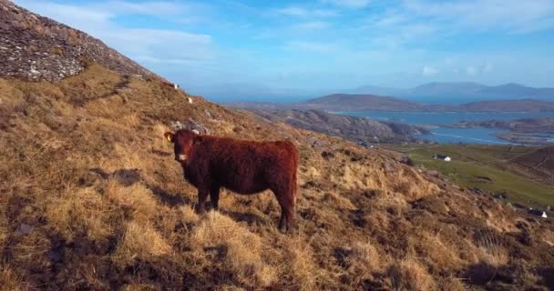 Com Chiste Ring Kerry Lookout Ireland — Stock Video